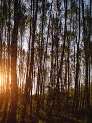 Fototapeta premium Birch grove with golden leaves in golden autumn, illuminated by the sun at sunset or dawn. Aesthetics of vintage film.