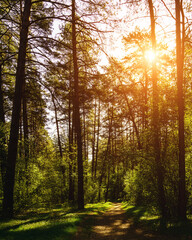 Sunbeams streaming through the pine trees and illuminating the young green foliage on the bushes in the pine forest in spring. Vintage film aesthetic.