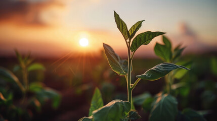 Obraz premium field of tobacco plants silhouetted against beautiful sunset, showcasing vibrant green leaves reaching towards sky. warm light creates serene atmosphere