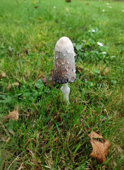 Champignon