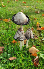 Champignon