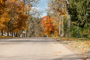 gorgeous autumn landscape with bright and colorful trees, typical Latvian golden autumn landscape