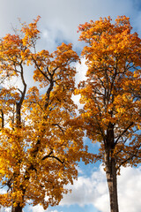 Fototapeta premium gorgeous autumn landscape with bright and colorful trees, typical Latvian golden autumn landscape