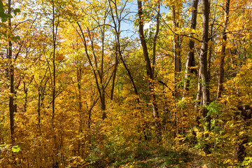gorgeous autumn landscape with bright and colorful trees, typical Latvian golden autumn landscape