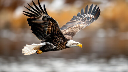 Obraz premium Majestic eagle soaring gracefully above tranquil landscape, showcasing its powerful wings and striking features. symbol of freedom and strength in nature