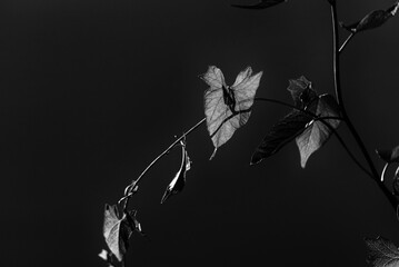 FIELD BINDWEED - Green leaves of a pretty plant in the sun 