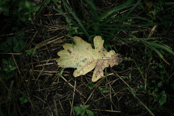 autumn leaves in the forest