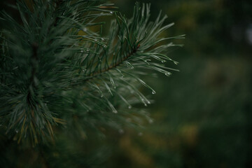close up of pine needles