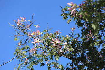 blooms of silk floss tree (Ceiba speciosa)