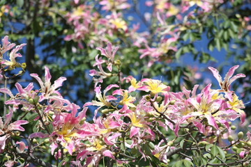 blooms of silk floss tree (Ceiba speciosa)