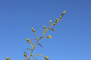 Dittrichia graveolens (l) greuter flowers