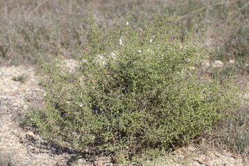 Dittrichia graveolens (l) greuter flowers