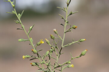 Dittrichia graveolens (l) greuter flowers