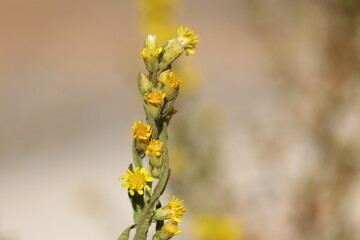 flowers of Dittrichia viscosa (False Yellowhead)