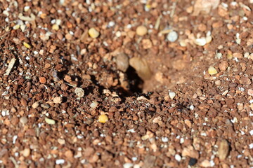 ant nest in the field