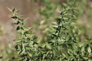branch of butcher's-broom (Ruscus aculeatus)