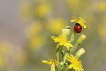 close up of seven spotted ladybug