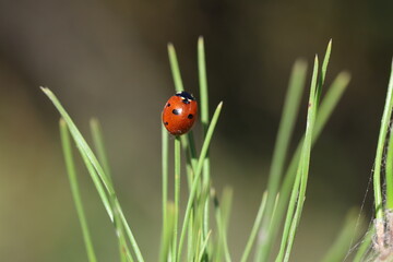 close up of seven spotted ladybug