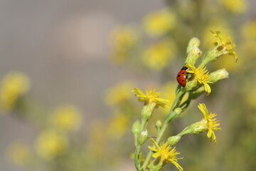 close up of seven spotted ladybug