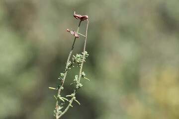 fumana ericoides (cav) gand plant in summer