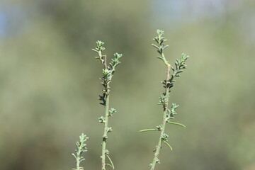 fumana ericoides (cav) gand plant in summer
