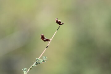fumana ericoides (cav) gand plant in summer