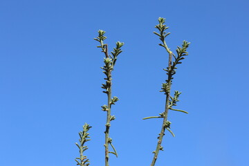 fumana ericoides (cav) gand plant in summer