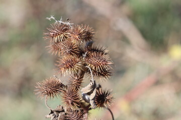 xanthium strumarium (rough cocklebur) is a species of annual plants of the family Asteraceae