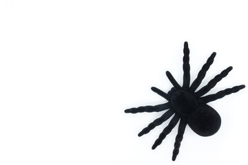 Top view of a toy black spider isolated at the corner of a white background.