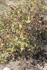 xanthium strumarium (rough cocklebur) is a species of annual plants of the family Asteraceae