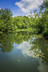 A river in the wild in summer