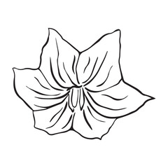 Hand drawn eggplant flower. Vector illustration in sketch style.