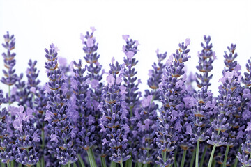 Vibrant lavender flowers in full bloom under bright daylight showcasing their stunning purple hues in a serene garden setting