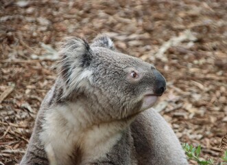 Koala (Phascolarctos cinereus), Moonlit Sanctuary, Pearcedale, Melbourne, Victoria, Australia.