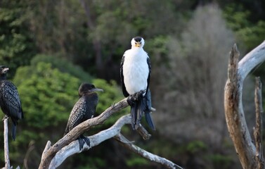 Little Pied Cormorant (Microcarbo melanoleucos), Kennett River, Great Ocean Road, Victoria, Australia.