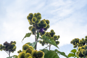 The curry fruit with many sharp spines, the curry trees are grown as a fence of the coffee garden in Lam Dong Vietnam 