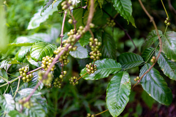 branches, leaves, and Robusta coffees grown in Lam Ha Lam Dong Vietnam 