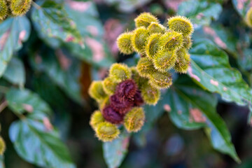 The curry fruit with many sharp spines, the curry trees are grown as a fence of the coffee garden in Lam Dong Vietnam 