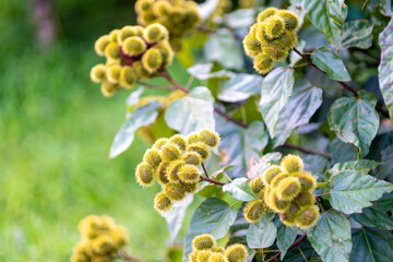 The curry fruit with many sharp spines, the curry trees are grown as a fence of the coffee garden in Lam Dong Vietnam 