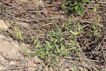 Stranglewort (Cynanchum acutum) plant in the field