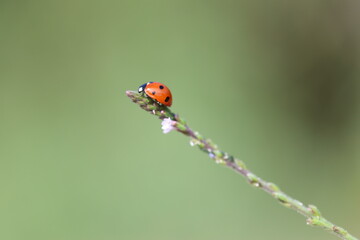close up of seven spotted ladybug