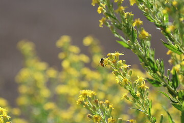honeybee on  Dittrichia viscosa (False Yellowhead) flower