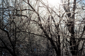Abstract view of tree branches on a sunny winter day