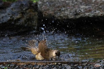 Fototapeta premium Streak-eared Bulbul is playing happily in the pond.