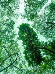 Fototapeta premium trees in the forest