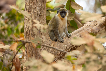  Green monkey (Chlorocebus sabaeus), in its natural habitat climbing a tree in Banjul, Africa