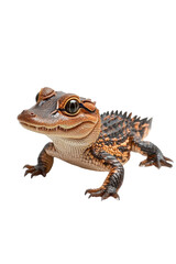 Fototapeta premium A baby crocodile, isolate on white background, radiating cuteness with its small size and bright eyes. cutout png