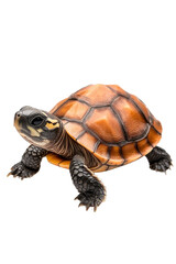 Obraz premium A baby turtle, isolate on white background, radiating cuteness with its tiny size and big eyes. cutout png