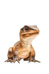 Obraz premium A baby Tyrannosaurus, isolate on white background, exhibiting its adorable features and small size. cutout png