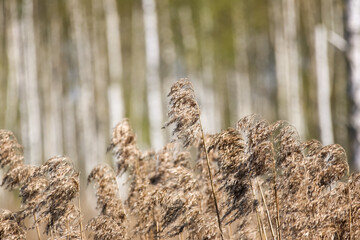 Gentle breeze sways dry last year's brown reed grasses in serene marshland, shot at eye level with blurred forest background, horizontal, close up.